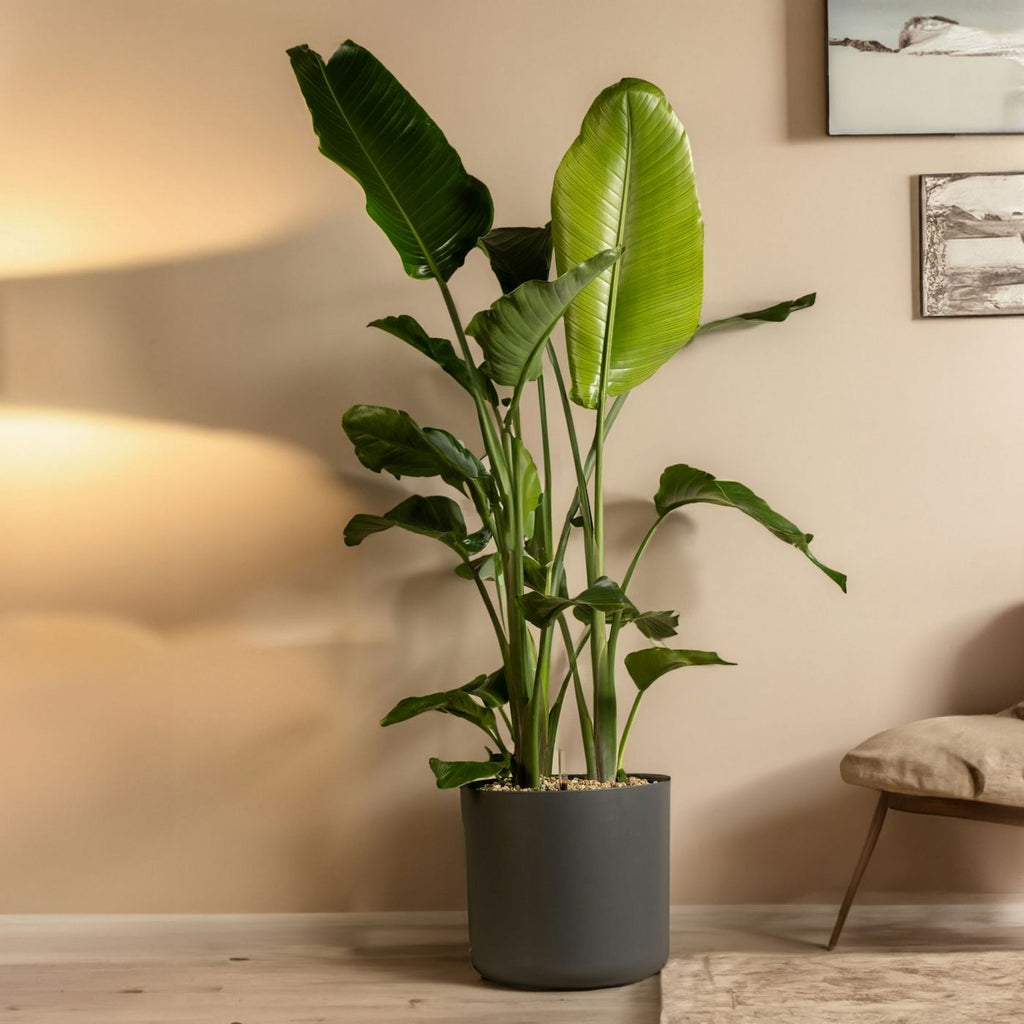 Strelitzia Nicolai XXL – Planta de interior