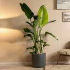 Strelitzia Nicolai XXL – Planta de interior