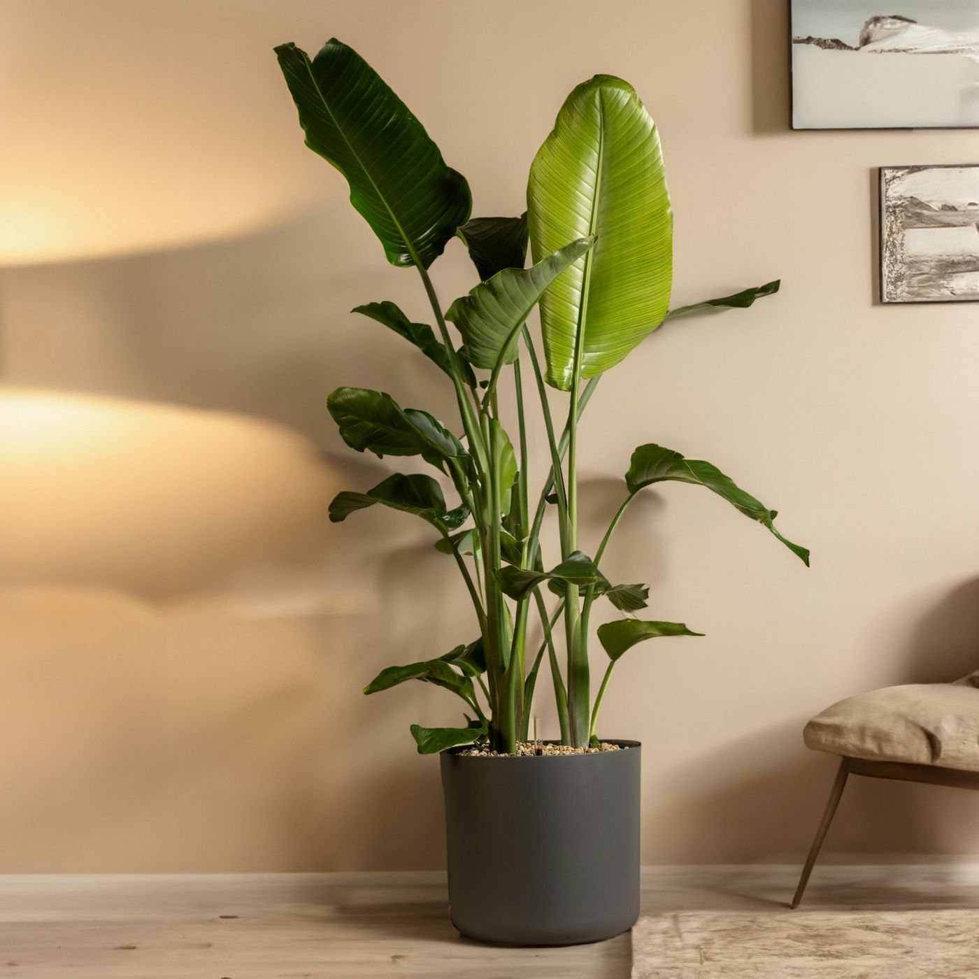 Strelitzia Nicolai XXL – Planta de interior