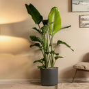 Strelitzia Nicolai Xxl