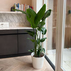 Strelitzia Nicolai XXL – Planta de interior