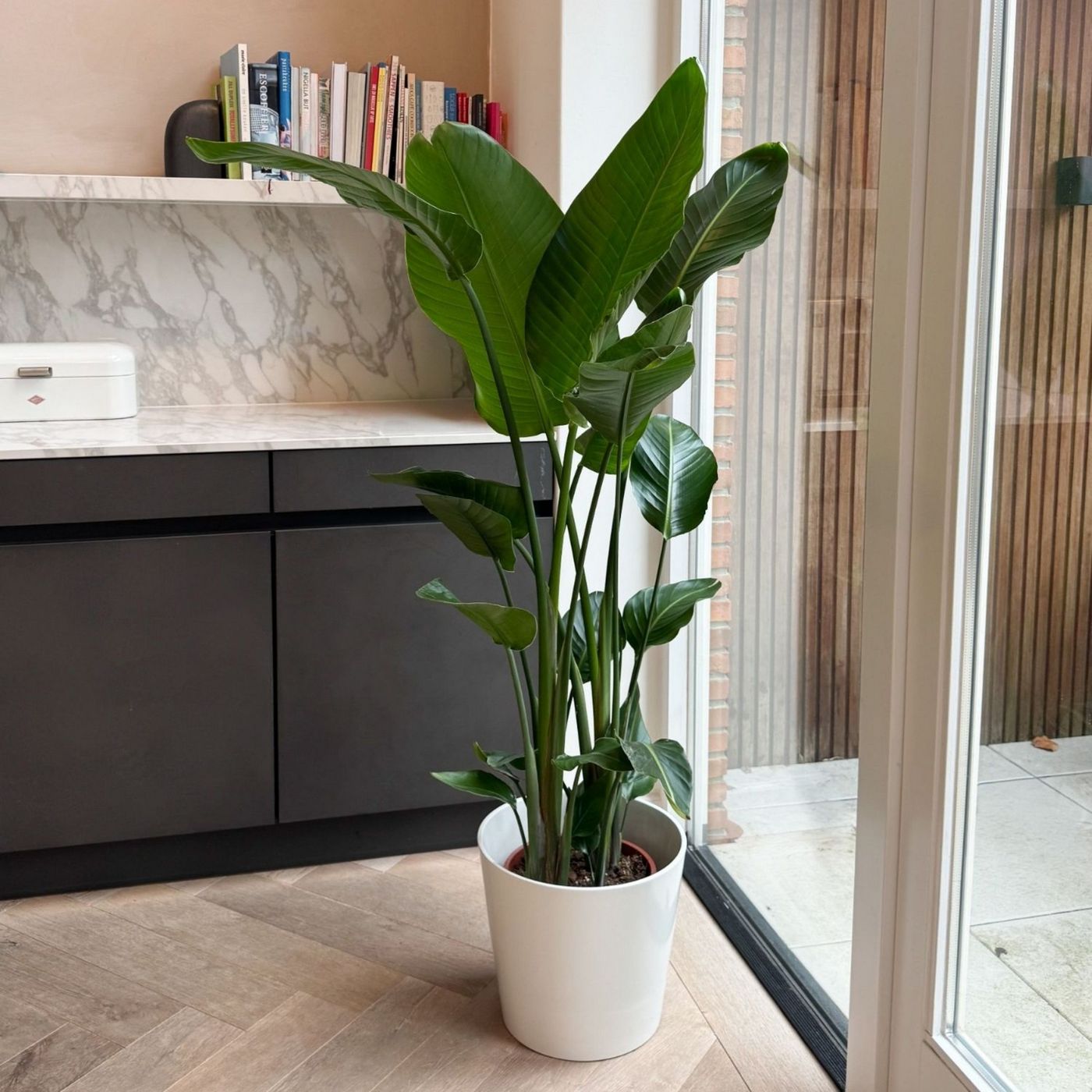 Strelitzia Nicolai XXL – Planta de interior
