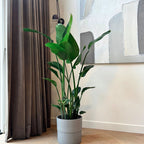 Strelitzia Nicolai XXL – Planta de interior