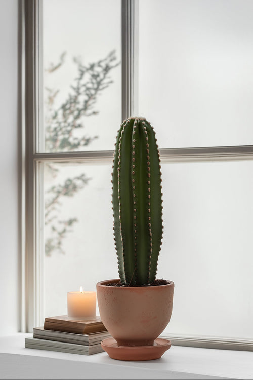 Cactus Euphorbia Ingens - Plantes D'Intérieur