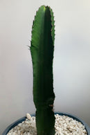 Cactus Euphorbia Ingens - Plantes D'Intérieur