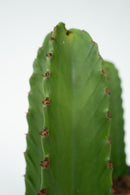 Cactus Euphorbia Ingens - Plantes D'Intérieur