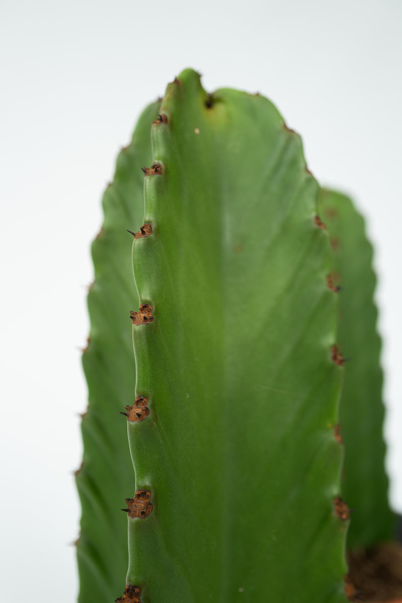 Cactus Euphorbia Ingens - Plantes D'Intérieur