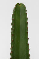 Cactus Euphorbia Ingens - Plantes D'Intérieur