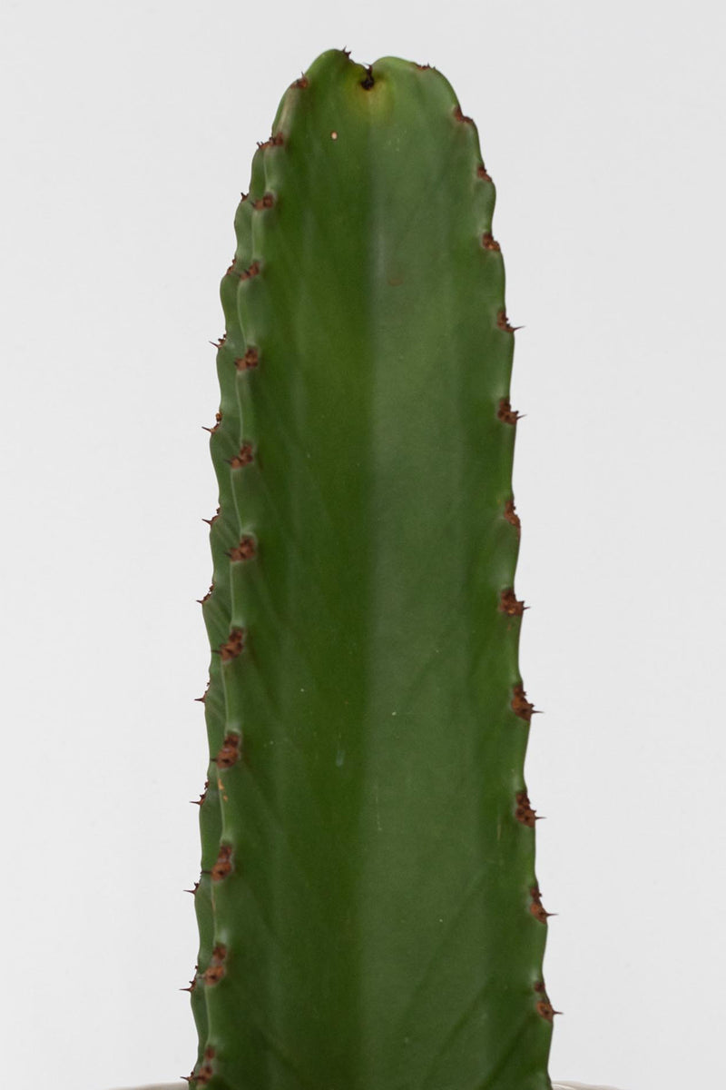 Cactus Euphorbia Ingens - Plantes D'Intérieur