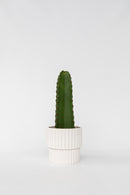 Cactus Euphorbia Ingens - Plantes D'Intérieur