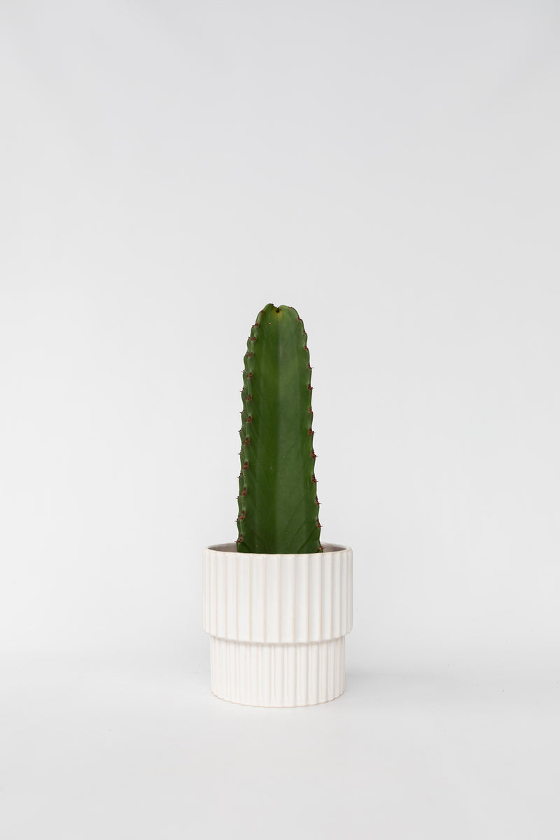 Cactus Euphorbia Ingens - Plantes D'Intérieur