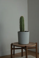 Cactus Euphorbia Ingens - Plantes D'Intérieur