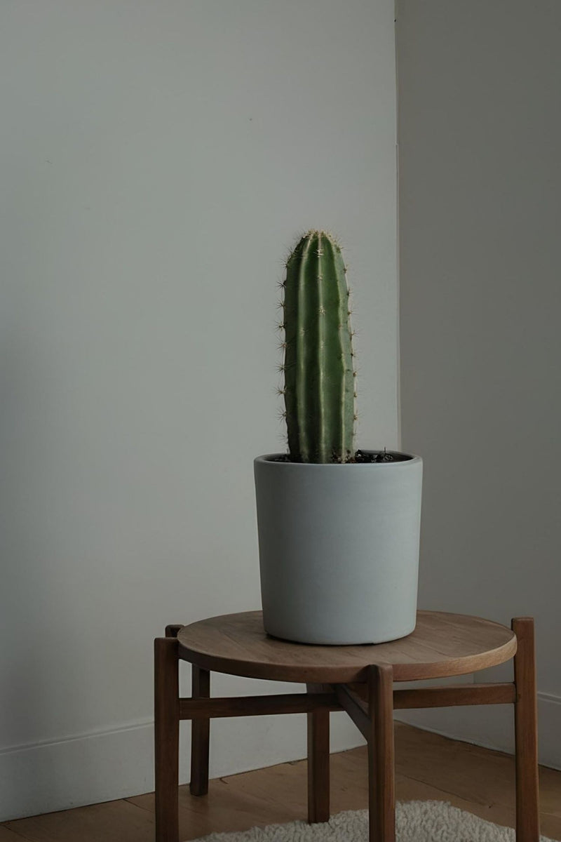 Cactus Euphorbia Ingens - Plantes D'Intérieur