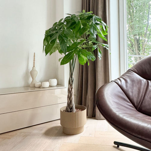 Pachira Arbre À Monnaie – Plante D'Intérieur