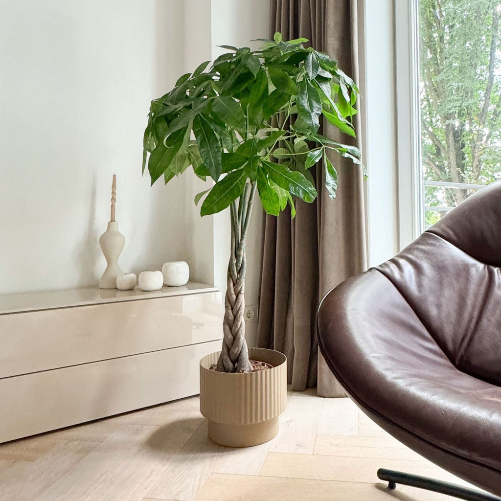 Pachira Aquatica XL – Planta de interior