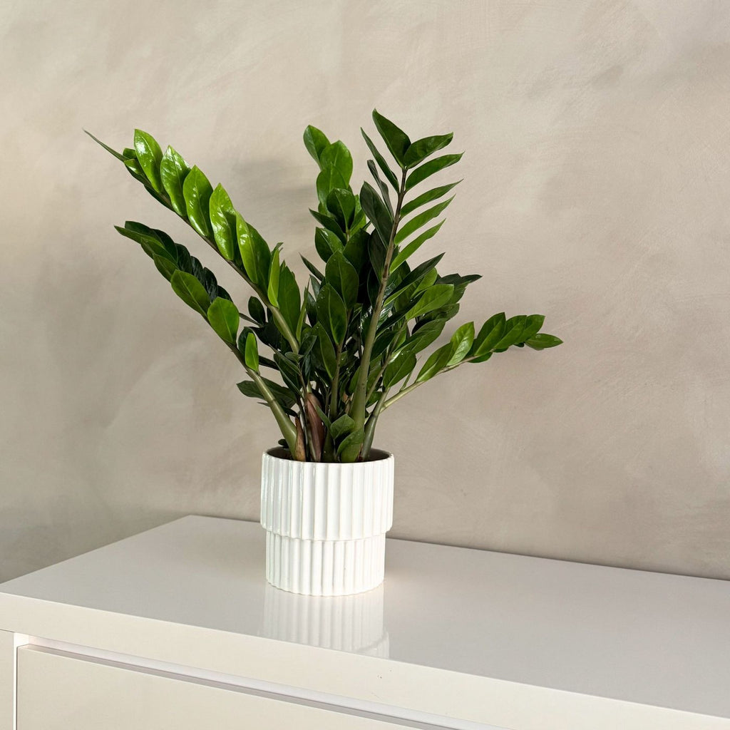 ZZ Plant – Indoor Plant