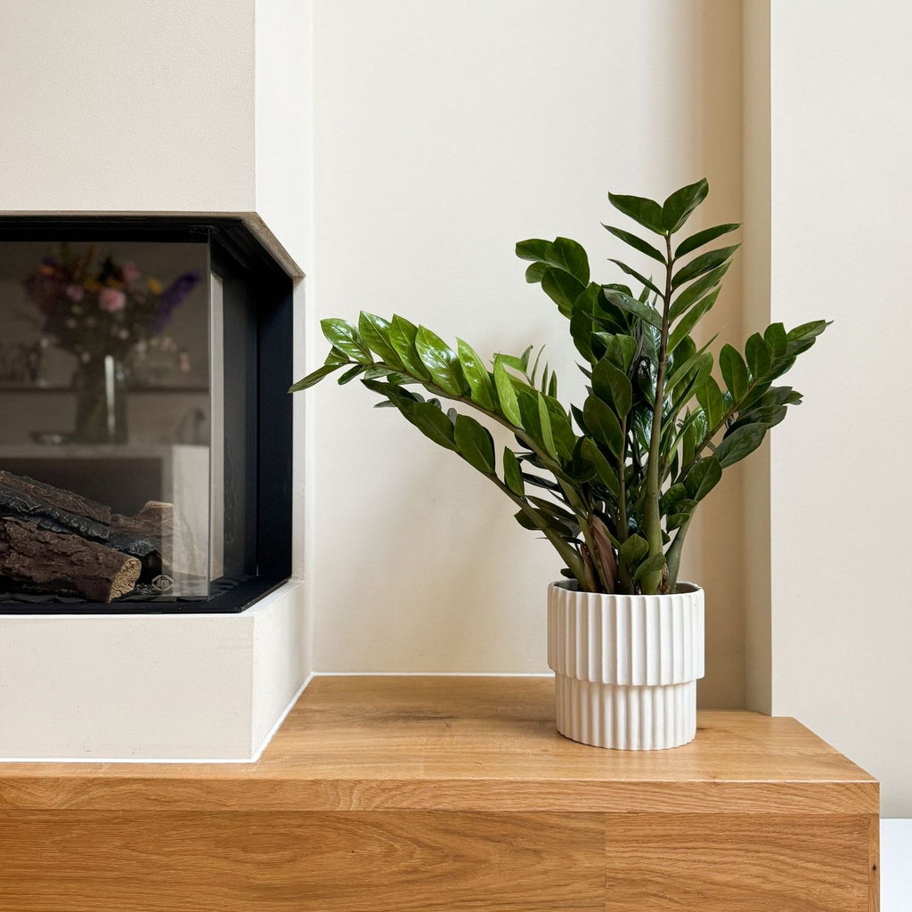 ZZ Plant – Indoor Plant