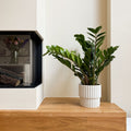 ZZ Plant – Indoor Plant