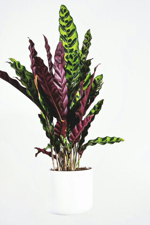 Calathea ‘Wavestar’ – Plantes D’Intérieur