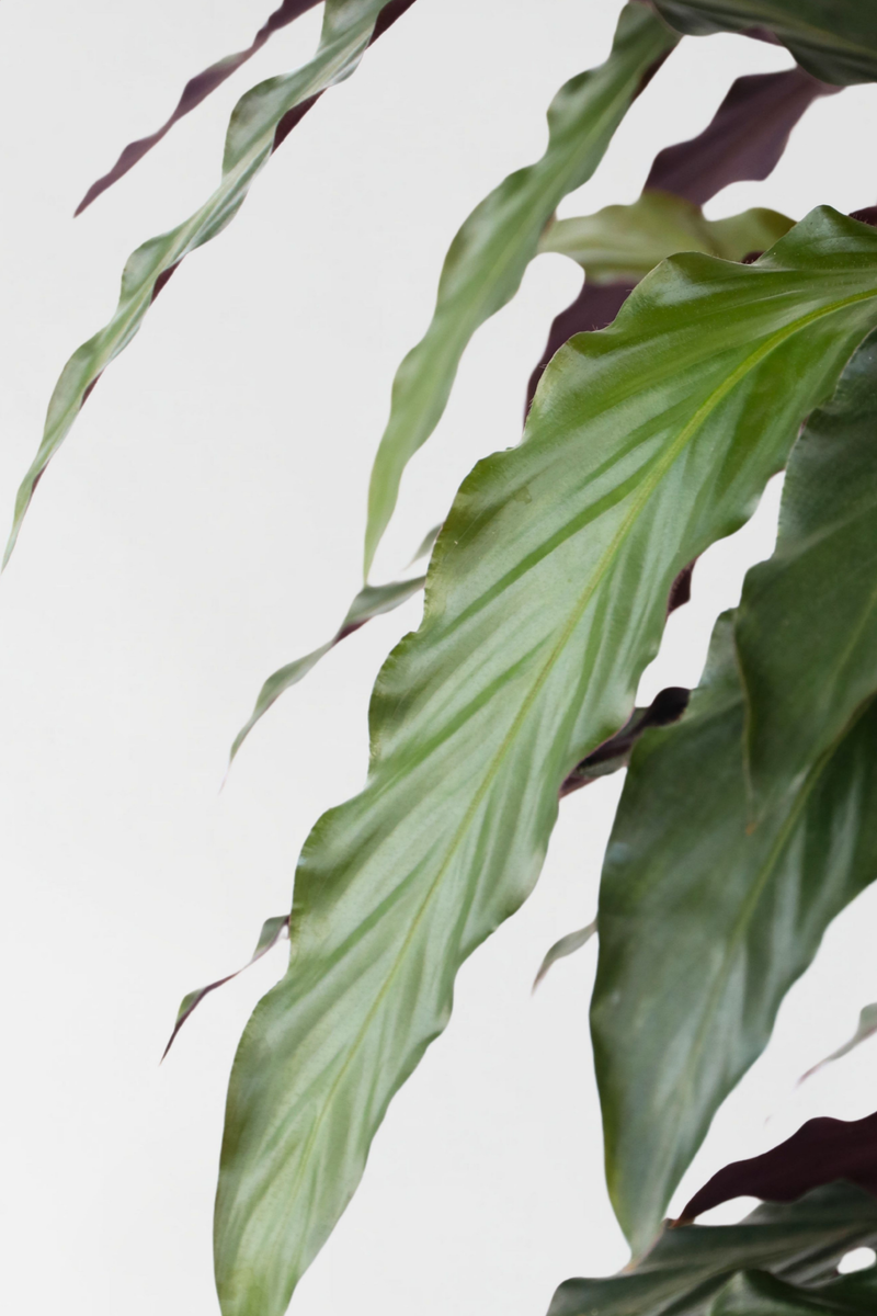 Calathea ‘Wavestar’ – Plantes D’Intérieur