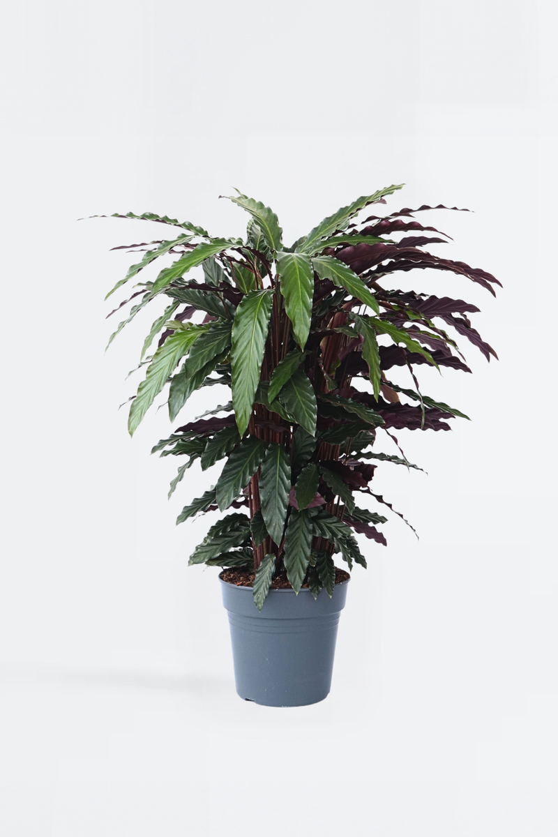 Calathea ‘Wavestar’ – Plantes D’Intérieur
