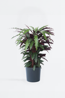 Calathea ‘Wavestar’ – Plantes D’Intérieur