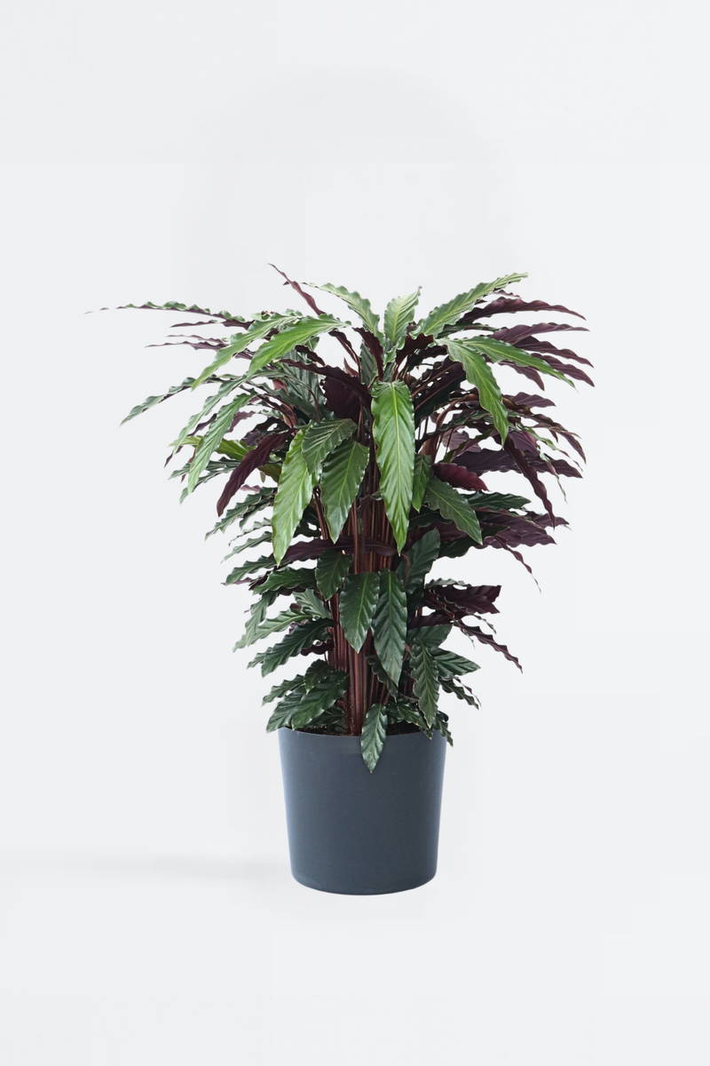 Calathea ‘Wavestar’ – Plantes D’Intérieur