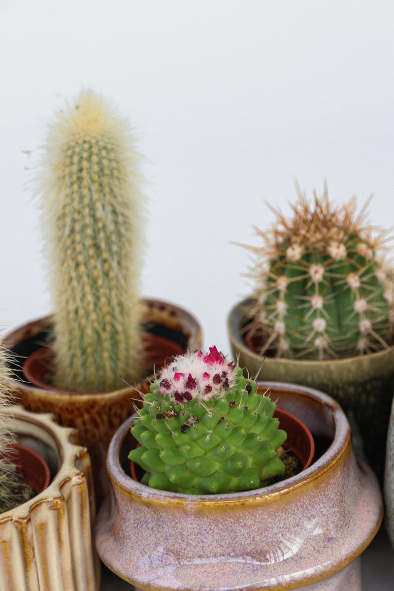 Mix De 6 Mini Cactus - Plantes D'Intérieur