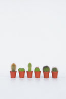 Mix De 6 Mini Cactus - Plantes D'Intérieur