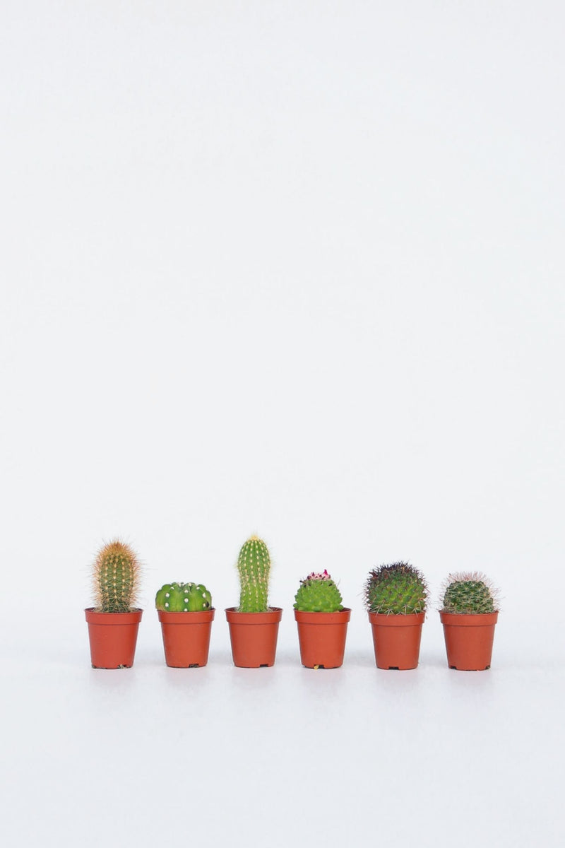 Mix De 6 Mini Cactus - Plantes D'Intérieur