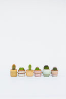 Mix De 6 Mini Cactus - Plantes D'Intérieur