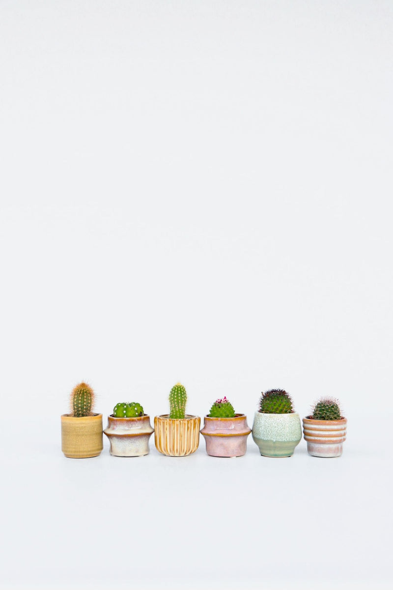 Mix De 6 Mini Cactus - Plantes D'Intérieur