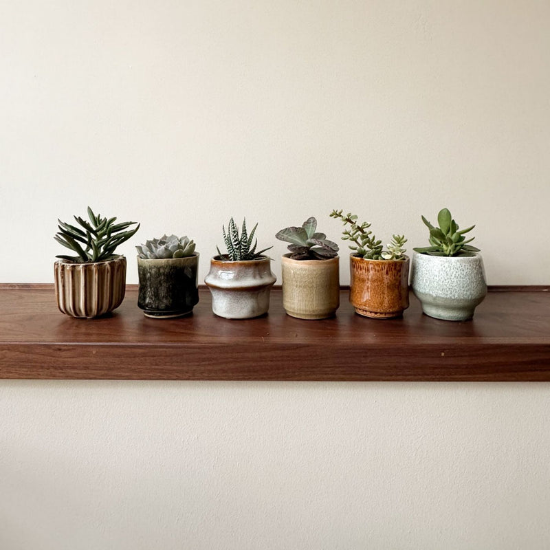 Lot de 6 Succulentes – Plante d'Intérieur