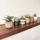 Lot de 6 Succulentes – Plante d'Intérieur