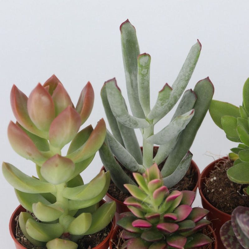 Lot de 6 Succulentes – Plante d'Intérieur