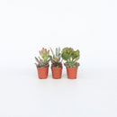 Lot de 6 Succulentes – Plante d'Intérieur