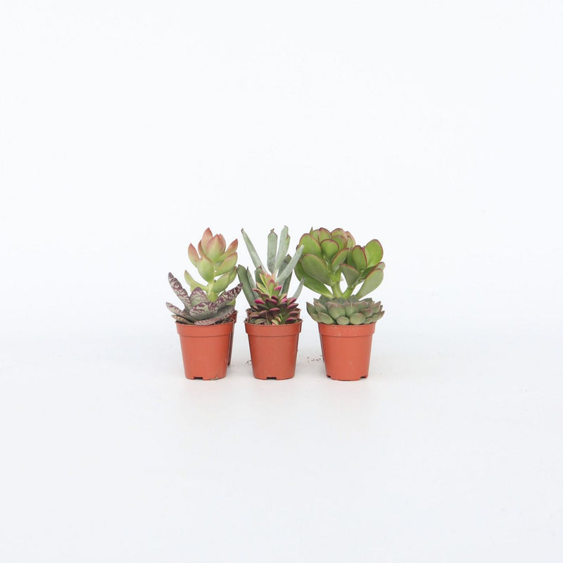 Lot de 6 Succulentes – Plante d'Intérieur