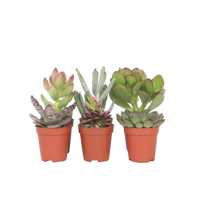 Lot de 6 Succulentes – Plante d'Intérieur