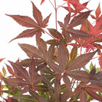 Arce japonés - Acer Atropurpureum – Planta de exterior