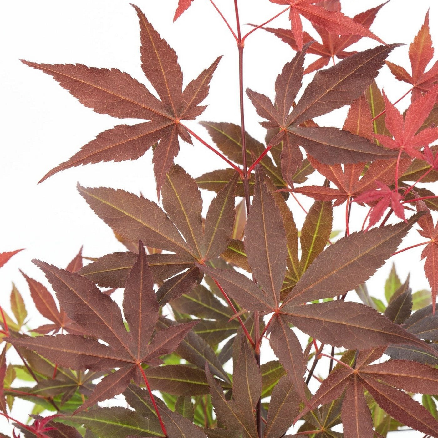 Arce japonés - Acer Atropurpureum – Planta de exterior