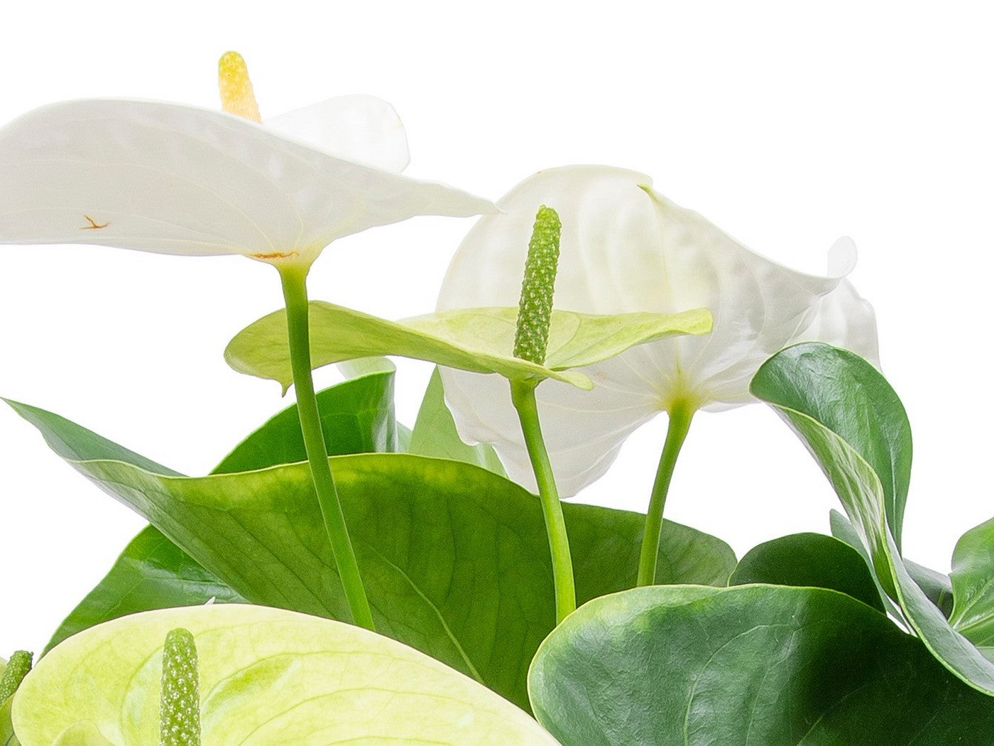 White Anthurium – Indoor Plant