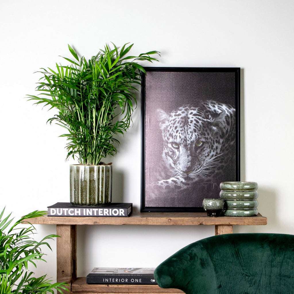 Chamaedorea Elegans – Planta de interior
