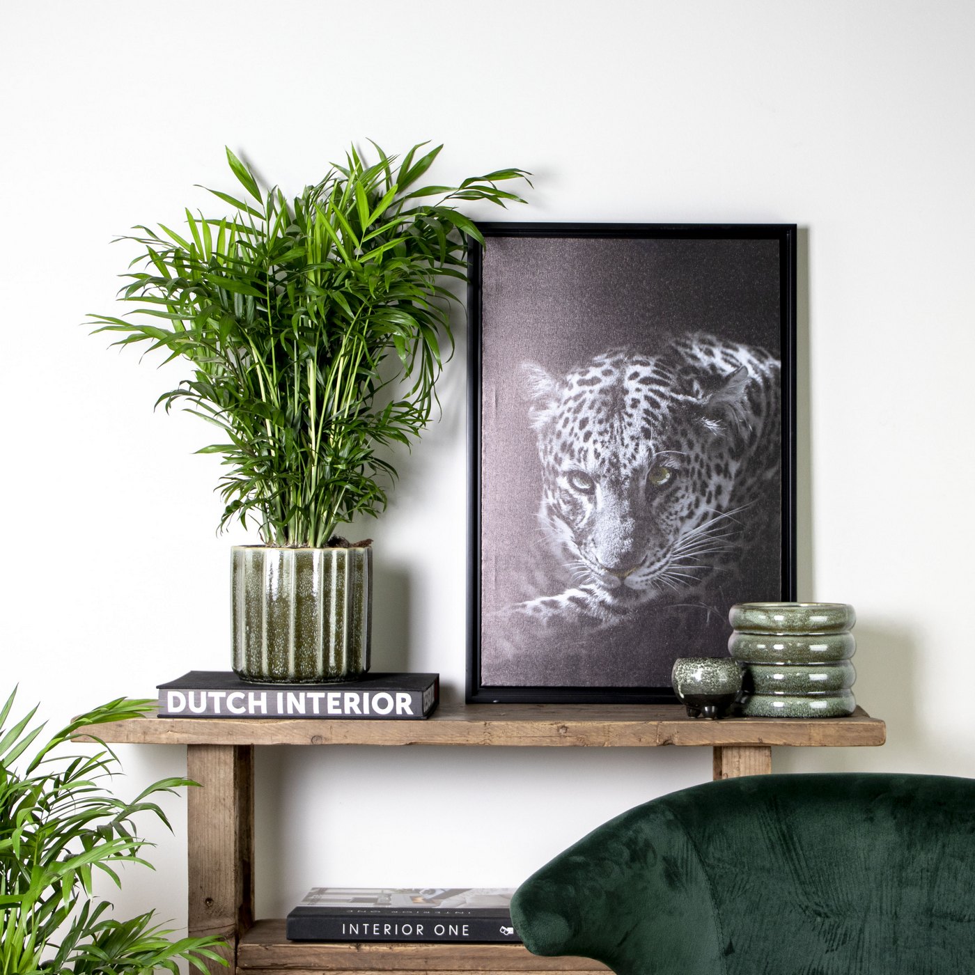 Chamaedorea Elegans – Planta de interior