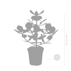 Clusia Rosea Princess – Planta de interior