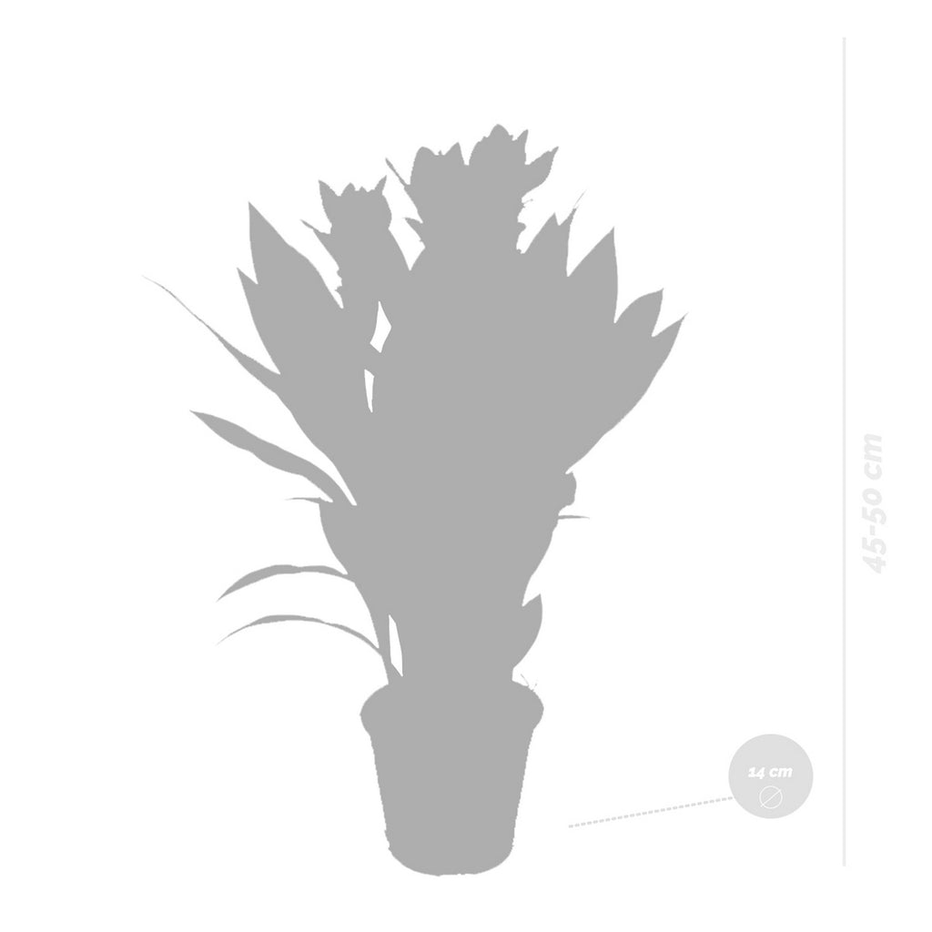 Cúrcuma siamés – Planta de interior