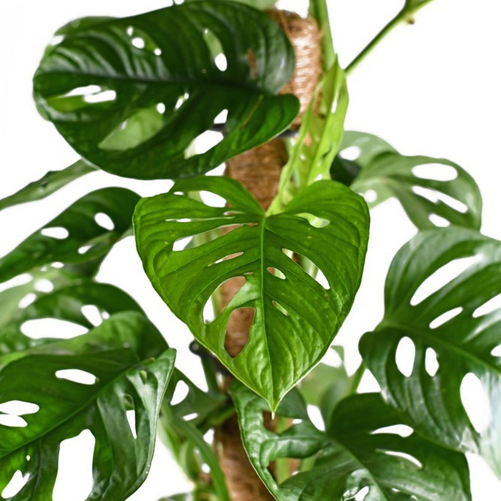 Monstera Monkey Leaf sobre tutor de musgo – Planta de interior