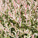 Lot de 2 Salix Flamingo – Plante d'Extérieur