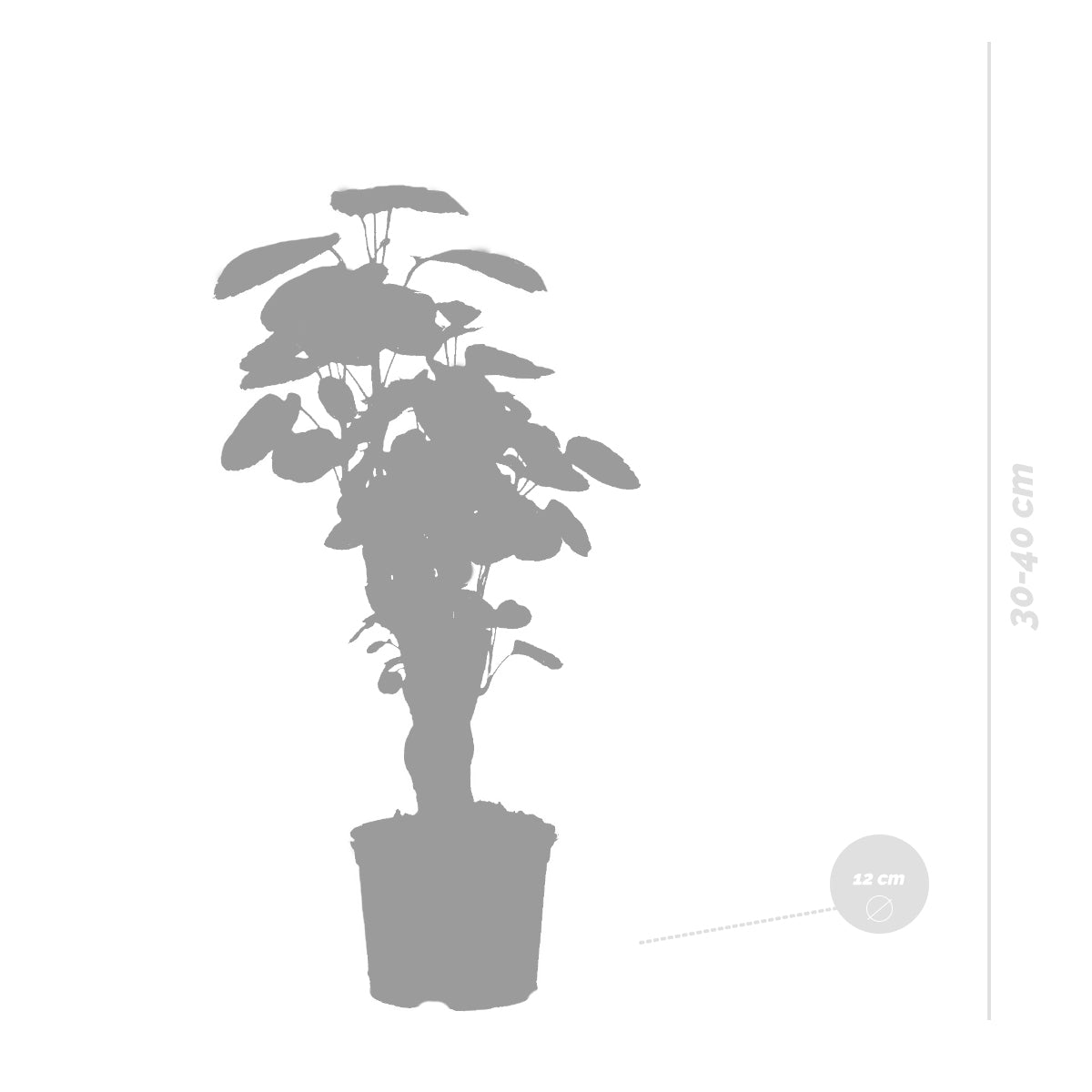 Polyscias Fabian – Planta de interior