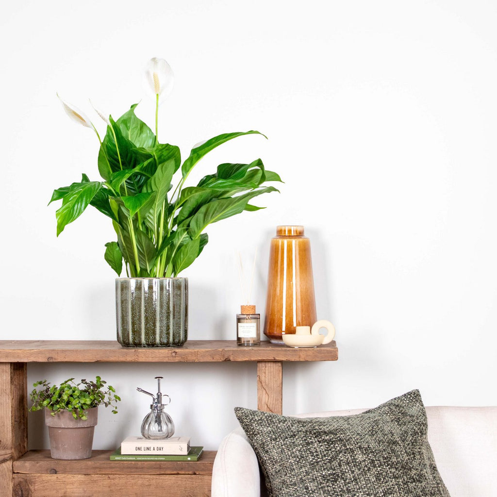 Spathiphyllum Bingo Cupido – Planta de Interior