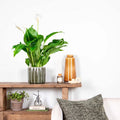 Spathiphyllum Bingo Cupido – Planta de Interior